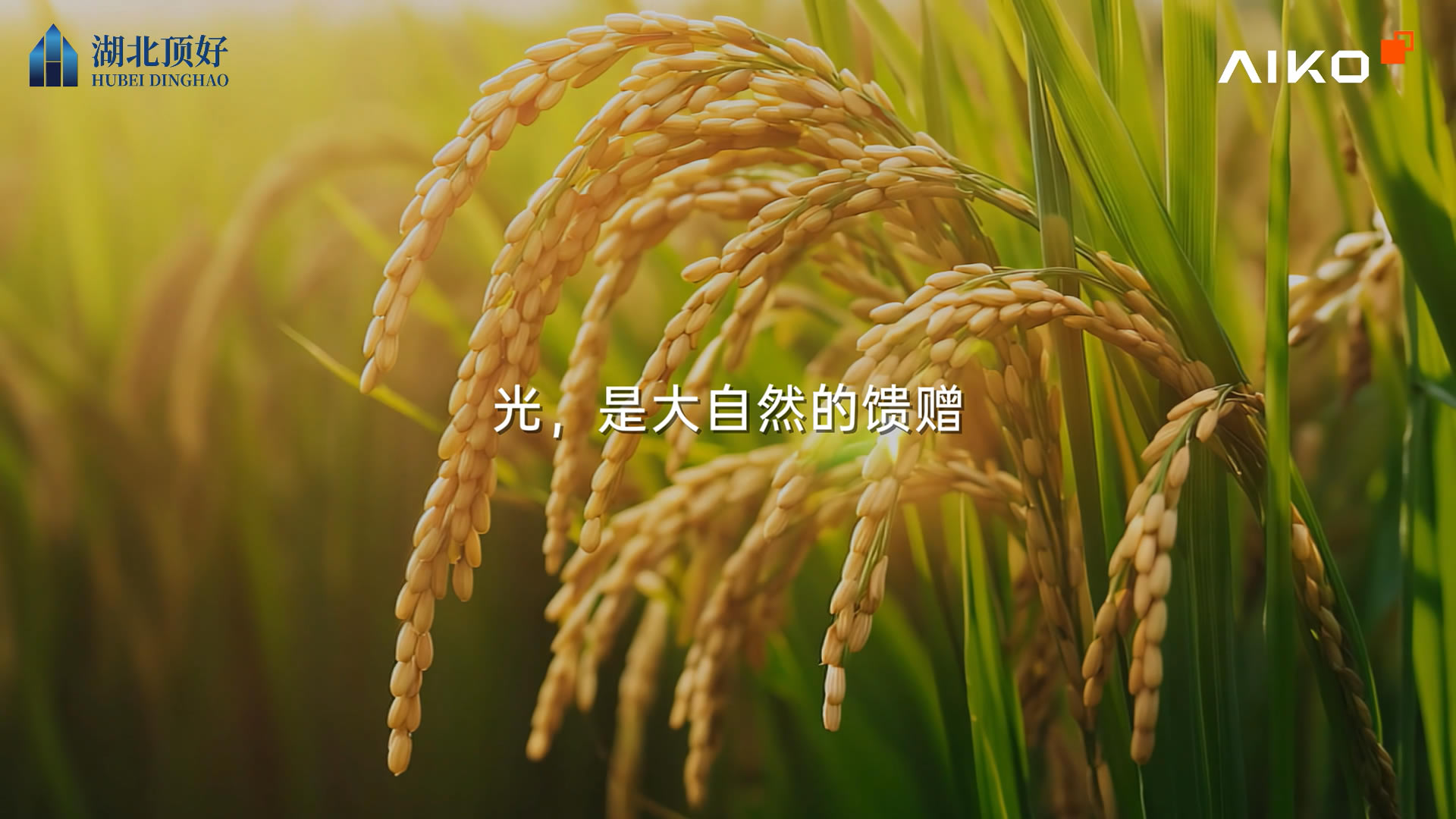 武汉粮食应急保障中心1.48MW光伏电站项目